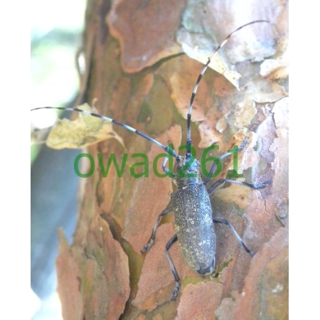 Monochamus galloprovincialis (Olivier , 1795) female Żerdzianka sosnówka